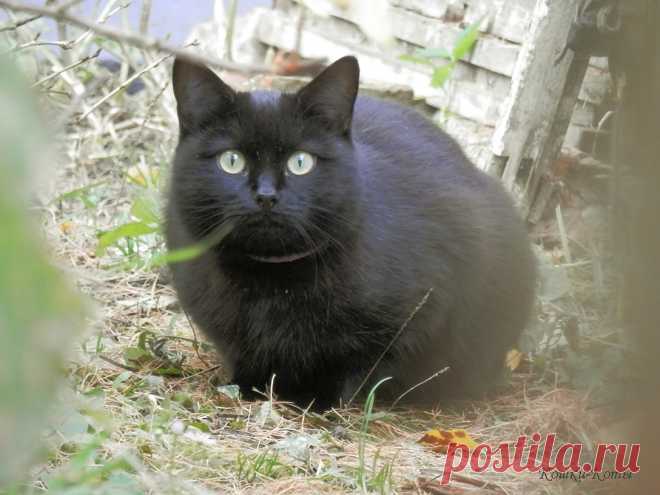 Еще один день, посвященный чёрным кошкам… | Кошки & Коты
27 октября – Кошки каждый день – Нина Стрелкова, автор текста и фото ✨

Еще один день, посвященный чёрным кошкам. Да, такой день в году не один, в разных странах его проводят в разное время...