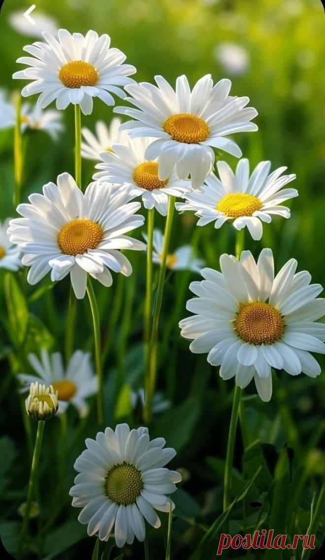 Пин на доске яРОМАШЕЧКИ