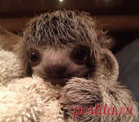 25 малышей животных, которые заставят улыбнуться даже суровых сотрудниц паспортного отдела Вам когда-нибудь случалось видеть детеныша опоссума или птенца тукана? Они настолько милые, что вы бы непременно захотели их потискать. Или хотя бы сфотографировать и поставить на заставку.




Мы обожаем животных и нашли для вас самых симпатичных малышей. Брови домиком и улыбку до ушей гаранти