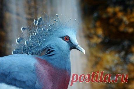 венценосный голубь