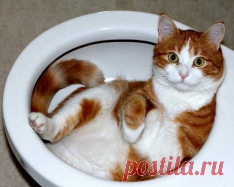 Самые неожиданные места, в которых отдыхают кошки (17 фото)