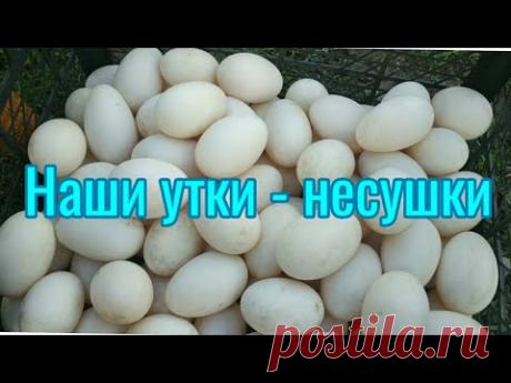 Голубой фаворит. Помощь в нашем хозяйстве. Я называю их утки несушки.
