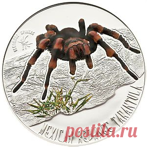 Монеты серии "Ядовитые пауки"
Мексиканский красноколенный паук-птицеед (тарантул) начинает новую серию серебряных монет “Ядовитые пауки”