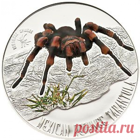 Монеты серии "Ядовитые пауки"
Мексиканский красноколенный паук-птицеед (тарантул) начинает новую серию серебряных монет “Ядовитые пауки”