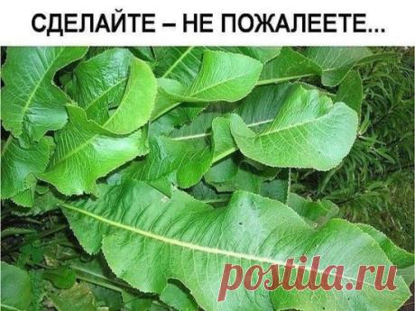 Хрен – единственное растение, способное вытягивать соль через поры кожи.
СДЕЛАЙТЕ – НЕ ПОЖАЛЕЕТЕ!
Избавиться от всей соли, которая накопилась в организме и может привести к солевым болезненным отложениям, помогут листья хрена..
Напоминаю проверенный и безотказный рецепт.
Возьмите свежие крупные листья хрена – 2 шт. Перед сном окуните их с двух сторон кипяток и сразу положите на спину, захватывая шею. Обвяжите тканью. Возможно легкое жжение, но боли нет.  
Утром осторожно с...