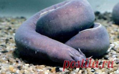 Топ-25 животных с самыми странными защитными механизмами | Разно Всяко