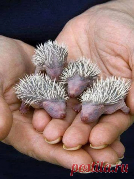 Animals - Google+