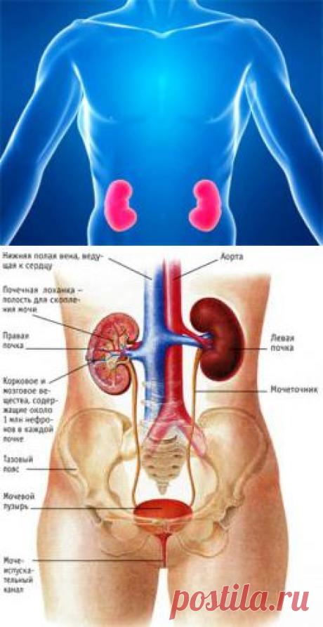 НАРОДНЫЕ МЕТОДЫ лечения и чистки почек | Народная медицина