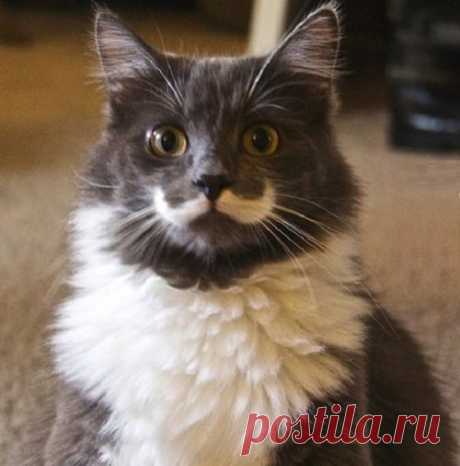 Пушистые бородачи и усачи Этих кошек можно с лёгкостью назвать самыми стильными усачами и бородачами! Только взгляните на их роскошный вид, которому позавидует любой, даже самый стильный хипстер!