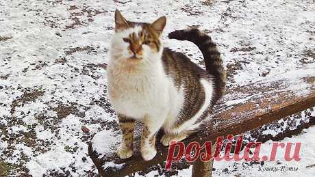 Европейский День кота | Сайт «Кошки–Коты» | Автор Нина Стрелкова | Кошачий календарь | 17 февраля | Кошки каждый день | Европейский День кота отмечается 17 февраля. Всеми, кто любит котов, кошек, котиков, котят, кошаков, котищ и котеек. Официально проводятся всякие кошачьи мероприятия. Можно их посетить, поучаствовать. В частном порядке можно отмечать День кота как угодно, лишь бы всё это было во благо коту. Или большому количеству котов. Тут уж у каждого кошатника свои масштабы...