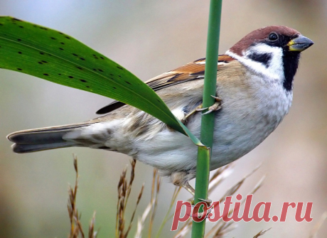 Интересные факты о тех, кто всегда рядом: о воробьях!