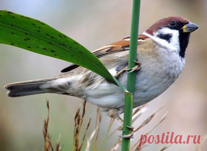 Интересные факты о тех, кто всегда рядом: о воробьях!