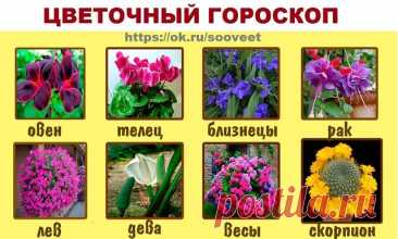 Цветочный гороскоп по дате рождения

Выберете свой знак и читайте....