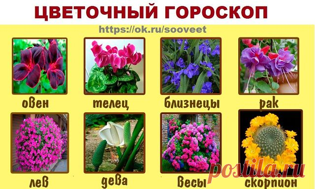 Цветочный гороскоп по дате рождения

Выберете свой знак и читайте....