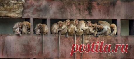 Тысячи голодных обезьян атаковали тайский горд Лопбури в поисках еды: фото и видео