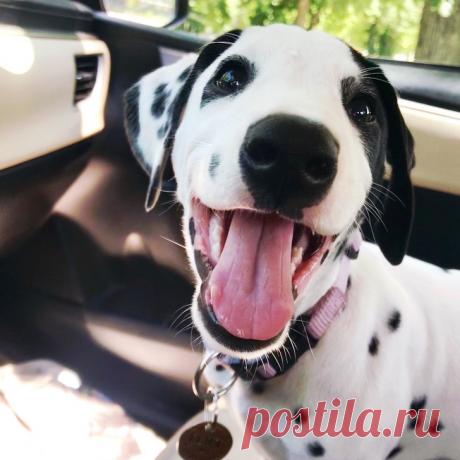 Ничего более милого за сегодняшний день вы точно не увидите. Наслаждайтесь