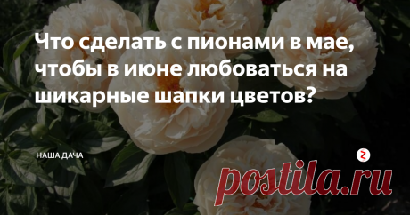 Что сделать с пионами в мае, чтобы в июне любоваться на шикарные шапки цветов? Уход за пионами в мае, вроде как, и не назовешь слишком хлопотным. Это вам не картошку с луком сажать – растут цветы сами по себе, особых «танцев с бубнами» вокруг них выплясывать не нужно. Однако, мнение это ошибочно – лучше, как говорится, «перебдеть», чем «недобдеть», – зато через месяц с небольшим вы с удовольствием будете наблюдать на клумбе буйство красок и благоухание.