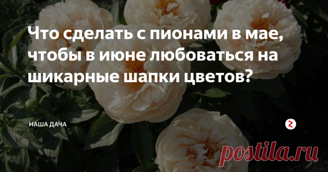 Что сделать с пионами в мае, чтобы в июне любоваться на шикарные шапки цветов? Уход за пионами в мае, вроде как, и не назовешь слишком хлопотным. Это вам не картошку с луком сажать – растут цветы сами по себе, особых «танцев с бубнами» вокруг них выплясывать не нужно. Однако, мнение это ошибочно – лучше, как говорится, «перебдеть», чем «недобдеть», – зато через месяц с небольшим вы с удовольствием будете наблюдать на клумбе буйство красок и благоухание.