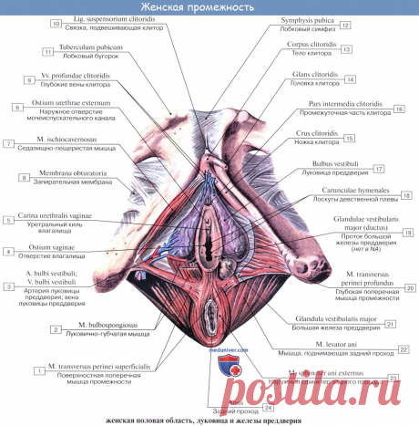 Анатомия: Влагалище. Стенки влагалища