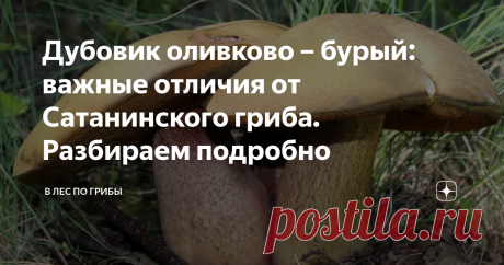 Дубовик оливково – бурый: важные отличия от Сатанинского гриба. Разбираем подробно Дубовик оливково – бурый: съедобный гриб 2 категории. Отваривание около 15 минут, после чего вода сливается, его сушат, маринуют. Известен и под другими названиями дубовик обыкновенный, поддубник, синяк.
От латинского - boletus luridus.
Мясистая, полушаровидная шляпка высотой до 6 – 15 см, далее она становится бархатистая или коричневатая подушковидная, с красным оттенком.