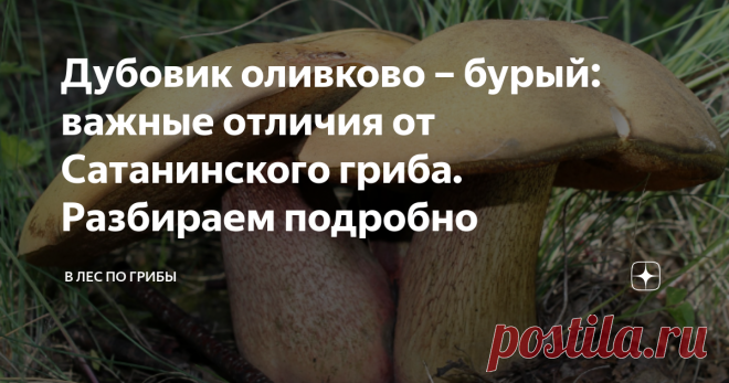 Дубовик оливково – бурый: важные отличия от Сатанинского гриба. Разбираем подробно Дубовик оливково – бурый: съедобный гриб 2 категории. Отваривание около 15 минут, после чего вода сливается, его сушат, маринуют. Известен и под другими названиями дубовик обыкновенный, поддубник, синяк.
От латинского - boletus luridus.
Мясистая, полушаровидная шляпка высотой до 6 – 15 см, далее она становится бархатистая или коричневатая подушковидная, с красным оттенком.