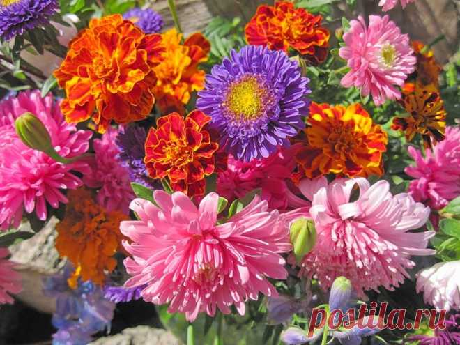 Осенние цветы в саду