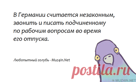 Любопытный голубь: Правильный закон