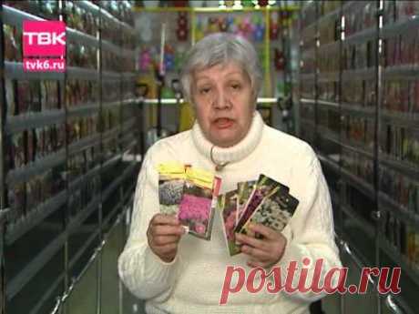 Советы тети Тани. Разноцветная Петуния.