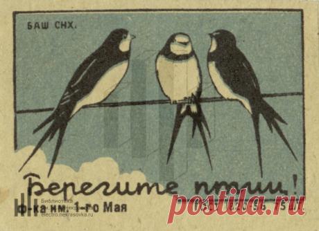 [Ласточки]