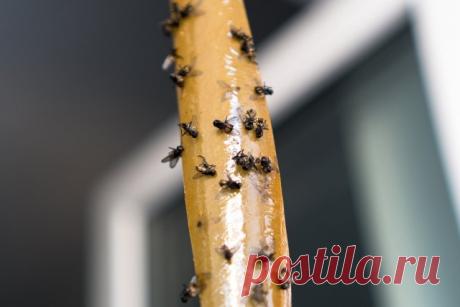 Откуда в доме осенью берутся мухи и как от них спастись | Полезно (Огород.ru)