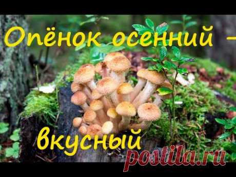 Опёнок осенний -  подробности.