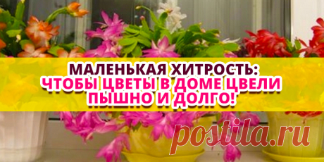 Маленькая хитрость: чтобы цветы в доме цвели пышно и долго! | Полезные советы