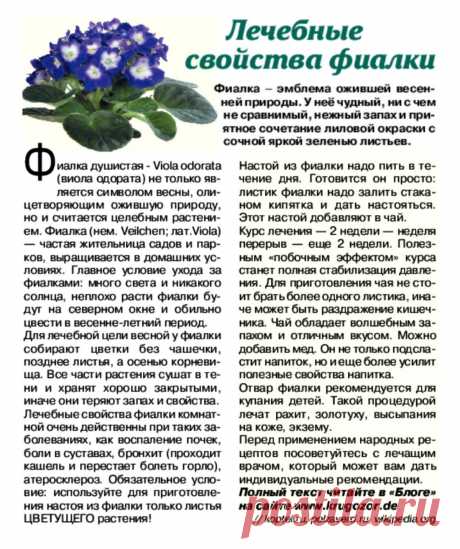Лечебные свойства фиалки