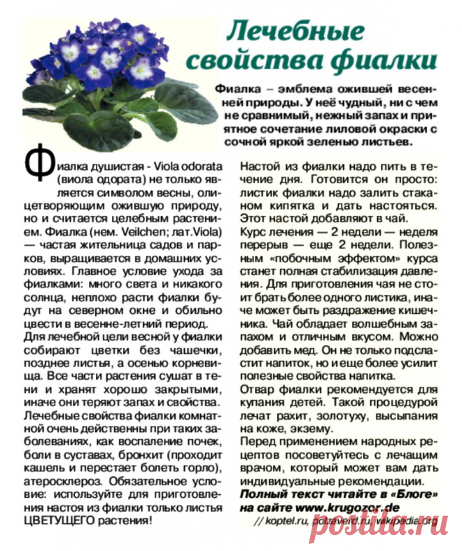 Лечебные свойства фиалки