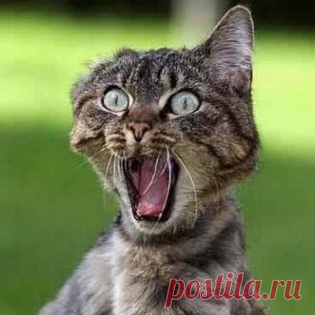 Ну ничего себе! Лучшие анекдоты о животных!