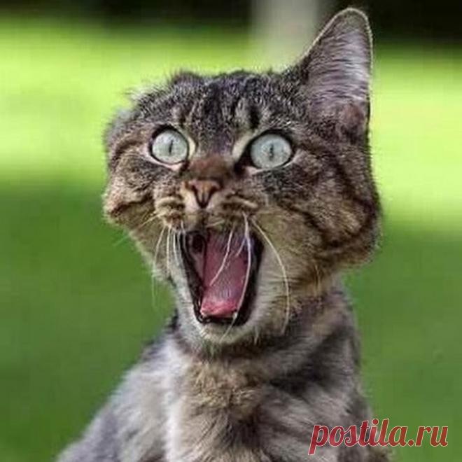 Ну ничего себе! Лучшие анекдоты о животных!