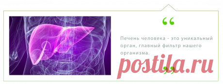 САД - Печень, желчный пузырь и поджелудочная железа