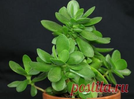 ДЕНЕЖНОЕ ДЕРЕВО - РЕЦЕПТЫ ДЛЯ ЗДОРОВЬЯ 
 

Замечено, что денежное дерево или толстянка, сильно реагирует на состояние здоровья людей, живущих в помещении, где она находится. 
Если кто-то заболел, состояние растения начинает резко ухудшаться: оно вянет, сбрасывает листья, будто втягивая отрицательную энергию в себя. А когда человек выздоравливает, толстянка вновь преображается. 
 
Несмотря на огромную популярность и неприхотливость толстянки, большинству людей не известны ее великолепные бакт