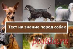 Тест на знание пород собак | Психология