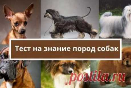 Тест на знание пород собак | Психология