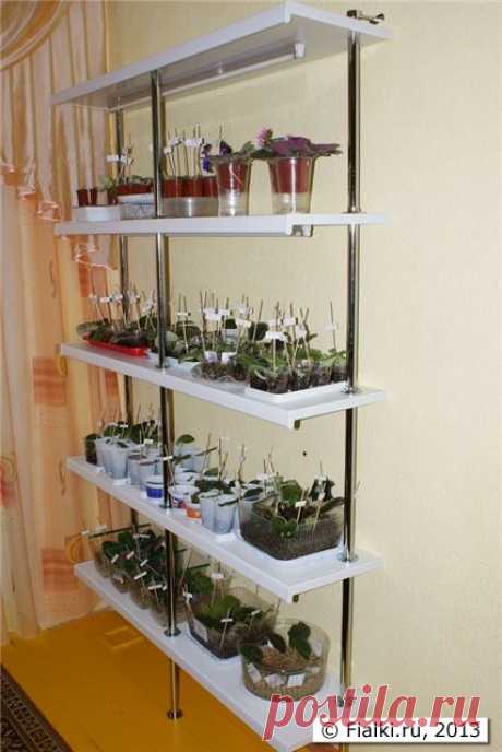 Стеллаж из подоконника | Fialki.ru, фиалки (сенполии)