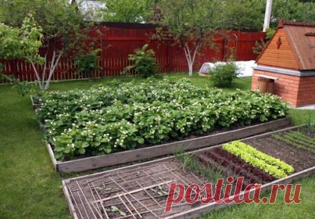 #Ягоды  #КакВыраститьКлубнику
КАК ПРАВИЛЬНО ПОСАДИТЬ КЛУБНИКУ - 4 СПОСОБА ПОСАДКИ 
 
Как правильно посадить клубнику, чтобы получить хороший урожай? 
Предлагаю вам четыре эффективных способа посадки клубники, давно 
зарекомендовавших себя среди садоводов-огородников. 
 
Посадка клубники отдельно стоящими кустами Розетки клубники сажаются по одной на расстоянии 45-60 см. Чтобы растения не переплетались, усы регулярно удаляются, тем самым позволяя кустам интенсивно развиваться и обильно плодоносит
