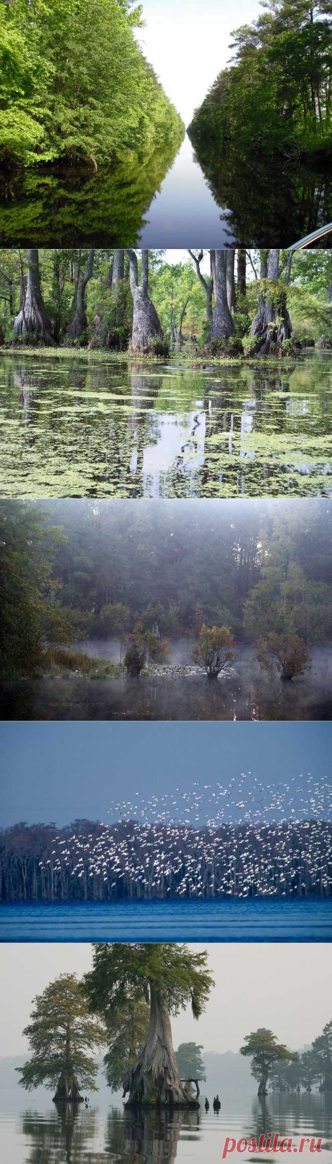 Великое Мрачное Болото