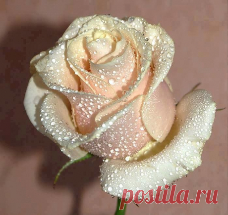 ROSES |