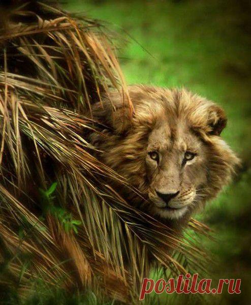 Фото Без названия. Альбом ЦАРЬ ЗВЕРЕЙ - 50 фото. Фотографии ⊰✿⊱ ОЛЬГА ⊰✿⊱.
