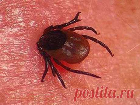 КЛЕЩИ и ИДИОТЫ !!!  **Читаем, и вникаем !