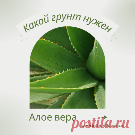 Алое вера. Какой грунт нужен? Интересуетесь Алое вера. Какой грунт нужен? ? Узнайте о разнообразных представителях этого вида, их уникальных особенностях и преимуществах. Получите полезные советы по уходу за Алое вера. Какой грунт нужен? в домашних условиях, включая требования к освещению, поливу, температуре и влажности.