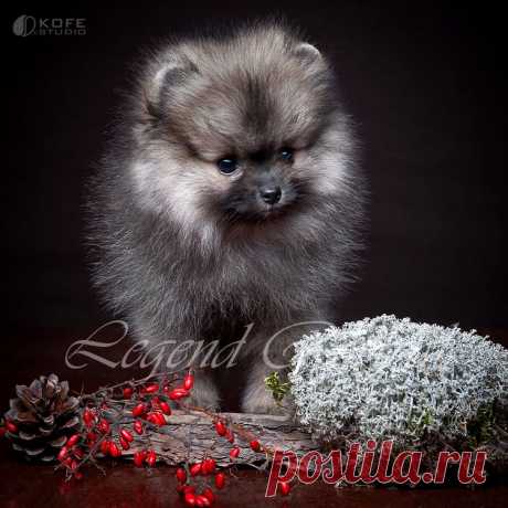 Немецкий Шпиц Legend Revival Pikumn