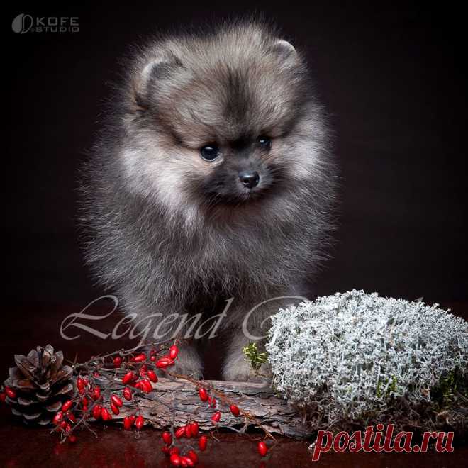 Немецкий Шпиц Legend Revival Pikumn