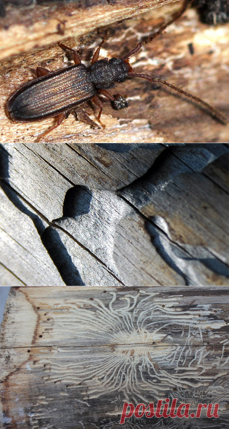 Жук короед, как избавиться в деревянном доме: сложно но можно